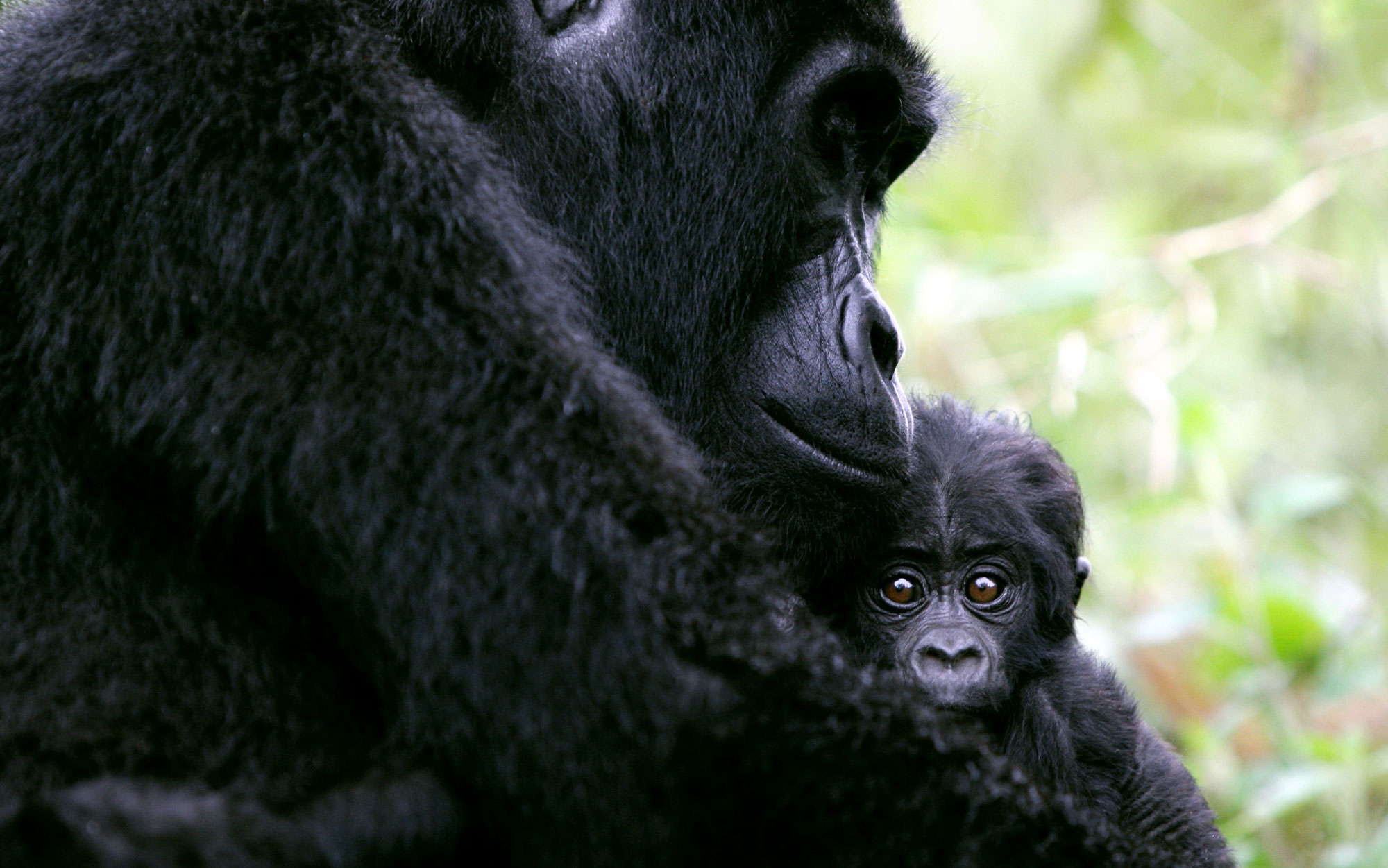 À la rencontre des grands singes au Rwanda et Ouganda by Ilanda