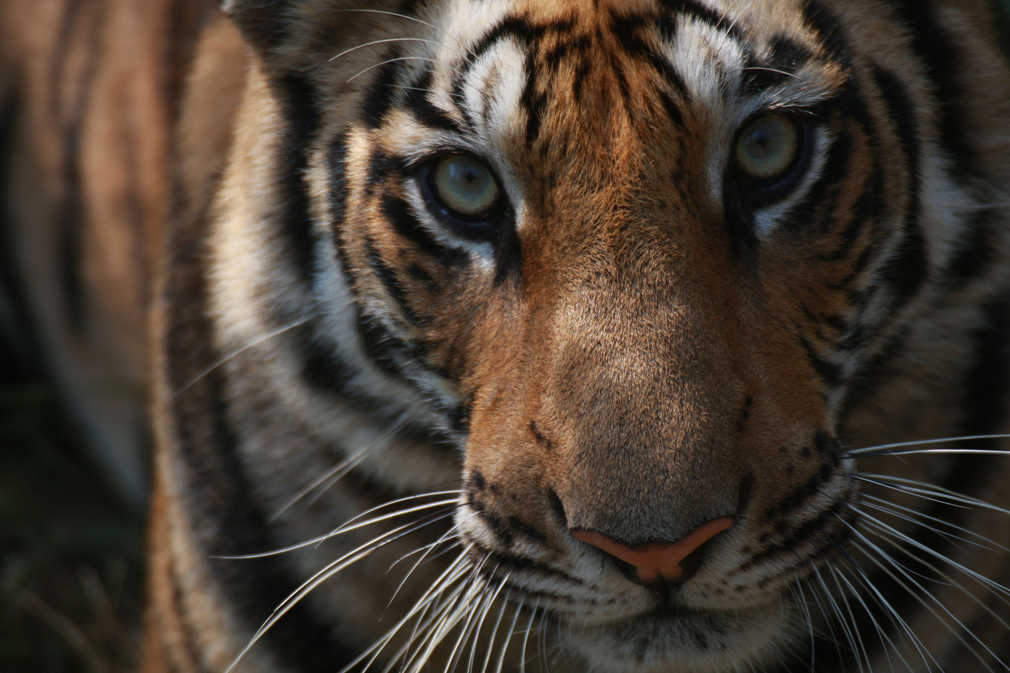 À la recherche du légendaire tigre du Bengale by Ilanda