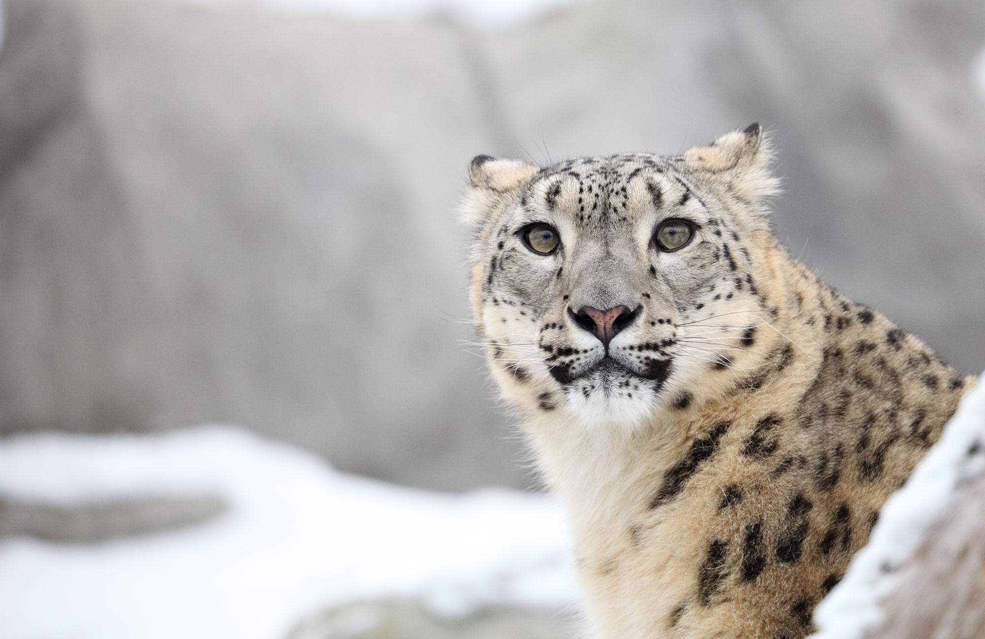 Pour la très discrète panthère des neiges au Népal by Ilanda