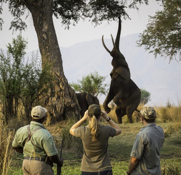 Un safari à pied