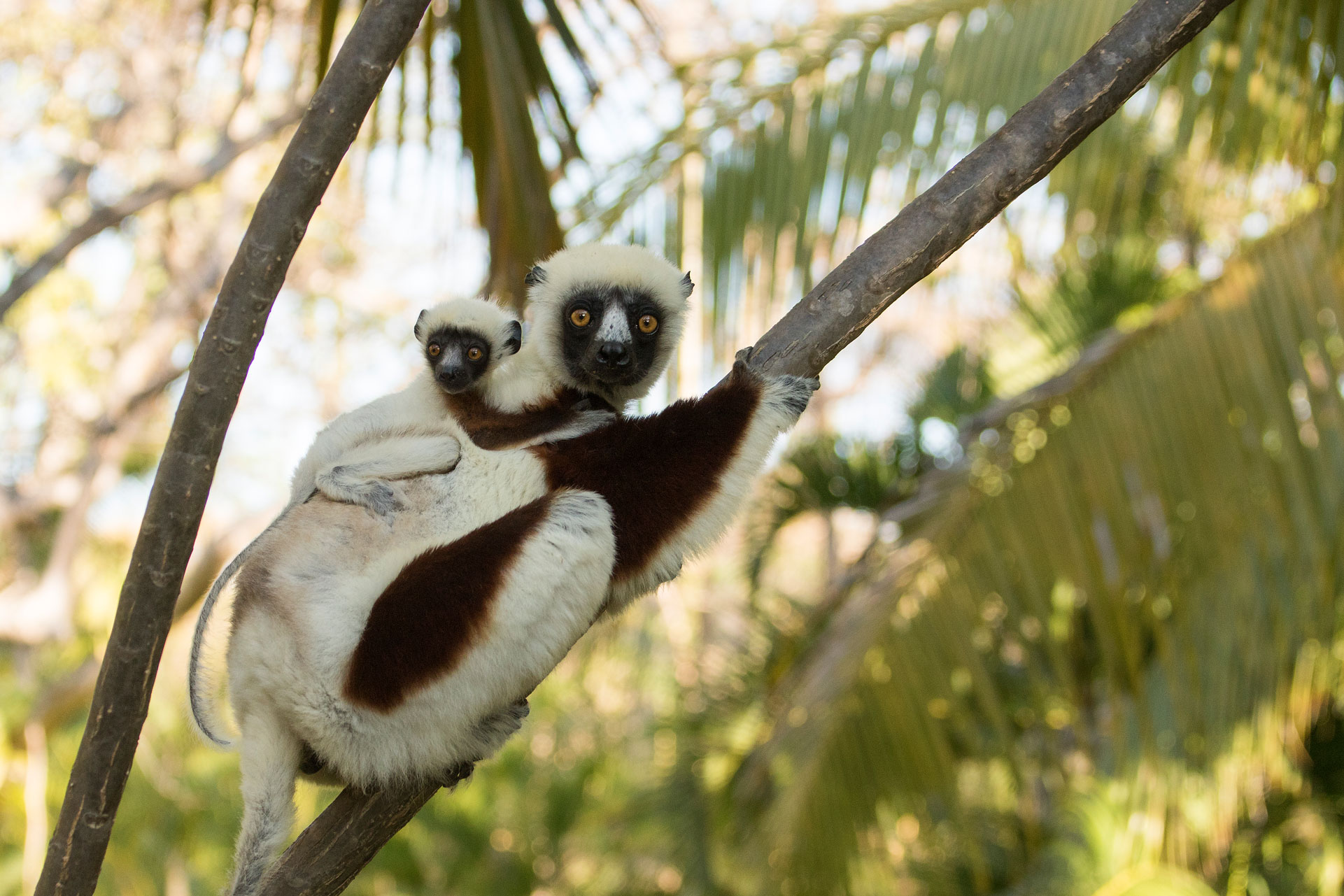 Pour les lémuriens à Madagascar by Ilanda